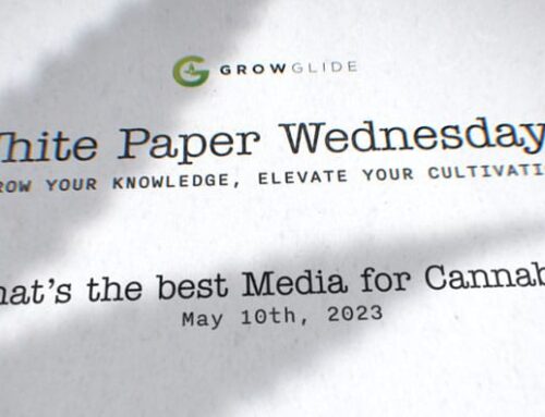 What Is the Best Media for Cannabis Cultivation?